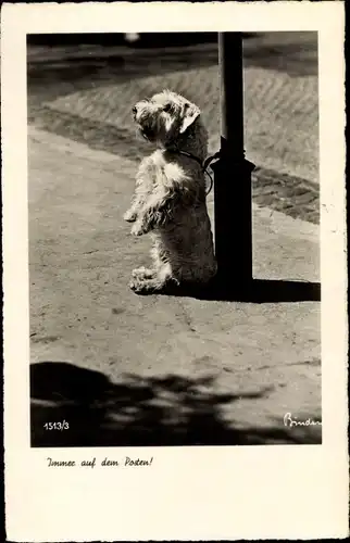 Ak Hund, Männchen machend, Laterne, Hundeleine, Immer auf dem Posten