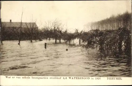 Ak Dreumel Gelderland, Watersnood 1926, Wat er van enkele boomgaarden overbleef