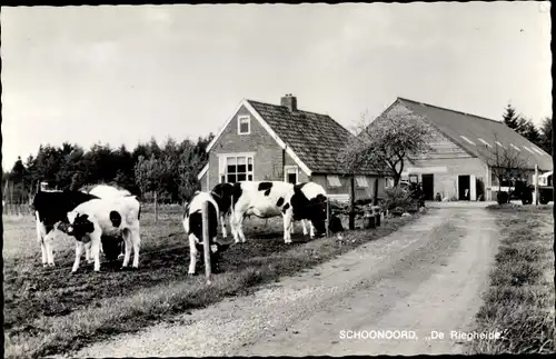 Ak Schoonoord Drenthe Niederlande, De Riegheide