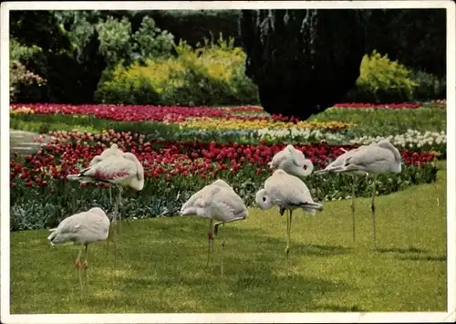 Ak Cannstatt Stuttgart Neckar, Flamingos mit Frühjahrsblüte, Wilhelma