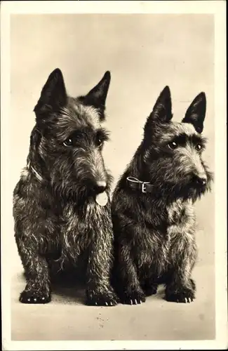 Foto Ak Zwei sitzende Scotch Terrier mit Halsbändern, Hundeportrait