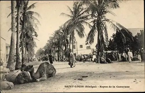 Ak Saint Louis Senegal, Repos de la Caravane, Kamele, Palmen, Straßenpartie