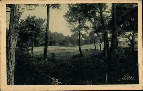 Ak Arcachon Gironde, Panorama, Forêt