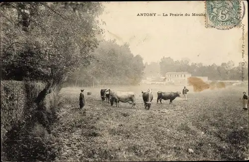 Ak Antony Hauts-de-Seine, La Prairie du Moulin, Des Vaches