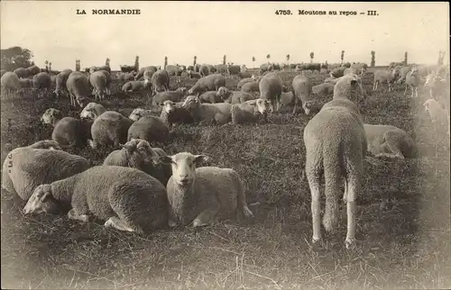 Ak Calvados, La Normandie, Moutons en Repos