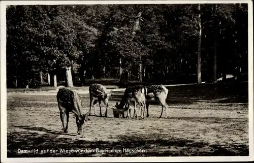 Ak Potsdam in Brandenburg, Damwild auf der Wiese vor dem Bayrischen Häuschen im Wildpark