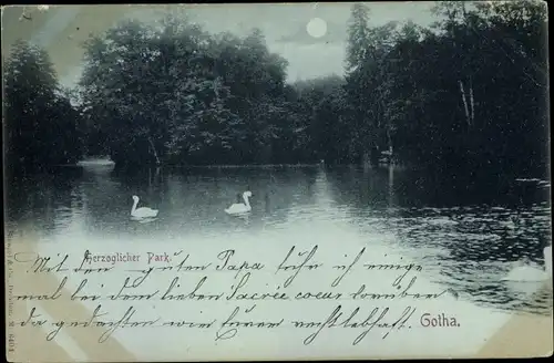 Mondschein Ak Gotha in Thüringen, Herzoglicher Park, Nacht, Schwäne auf dem See