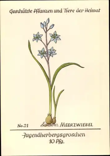 Künstler Ak Geschützte Pflanzen und Tiere der Heimat, Jugendherbergsgroschen, Meerzwiebel