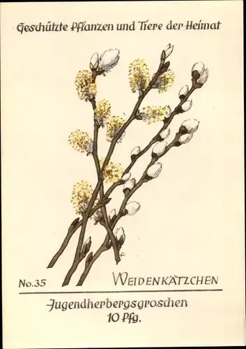 Künstler Ak Geschützte Pflanzen und Tiere der Heimat, Jugendherbergsgroschen, Weidenkätzchen