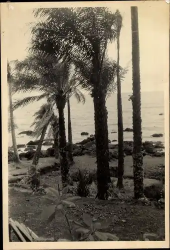 Foto Ak Kindia Guinea, Bord de la Mer avec Palmiers