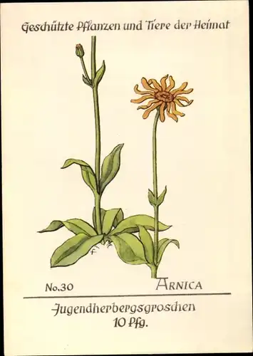 Künstler Ak Geschützte Pflanzen und Tiere der Heimat, Jugendherbergsgroschen, Arnica