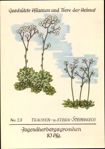 Künstler Ak Geschützte Pflanzen und Tiere der Heimat, Jugendherbergsgroschen, Steinbrech