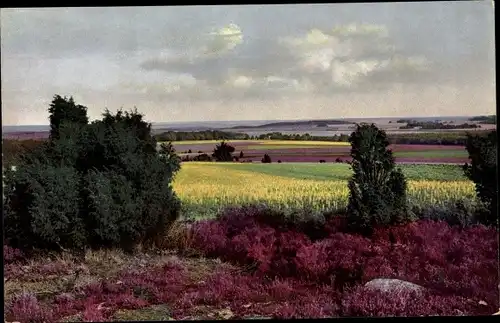 Ak Am Wilseder Berg, Naturschutzpark in der Lüneburger Heide