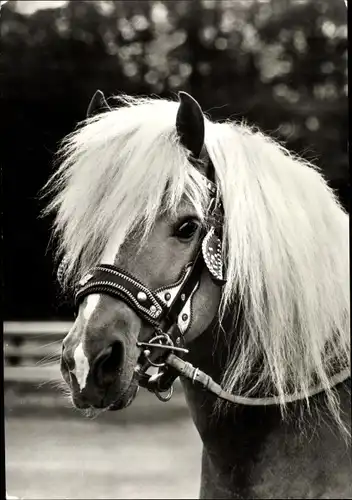 Ak Pony mit Zaumzeug