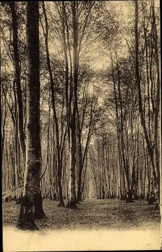 Ak Balleroy Calvados, Forêt de Cerisy, Une Échappée