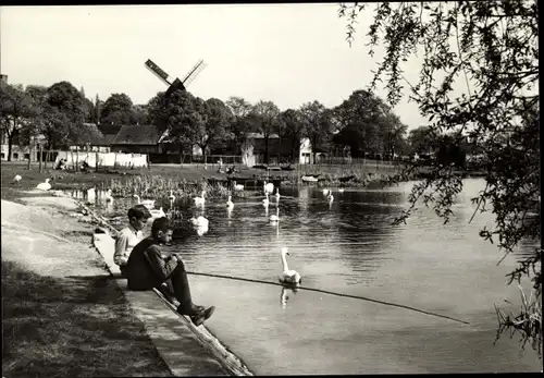 Ak Werder an der Havel, Schwäne, Windmühle, Kinder