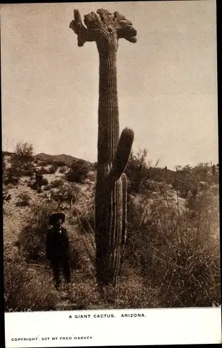 Ak A Giant Cactus, Arizona, Elderly Man