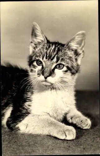 Ak Kleine getigerte Katze