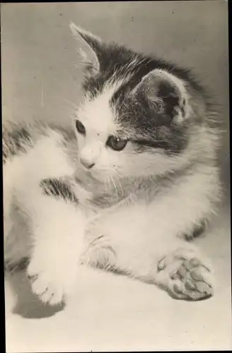 Ak Kleine grau weiße Katze