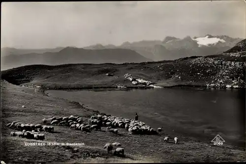 Ak Steiermark Österreich, Augstsee, Schafherde, Gebirge