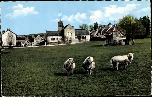 Ak L´Île-sur-Serein Yonne, Regard sur l´Îsle, Troupeau de Moutons