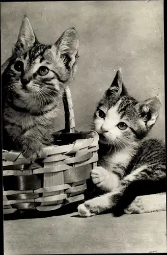 Ak Zwei getigerte Katzen, Flechtkorb