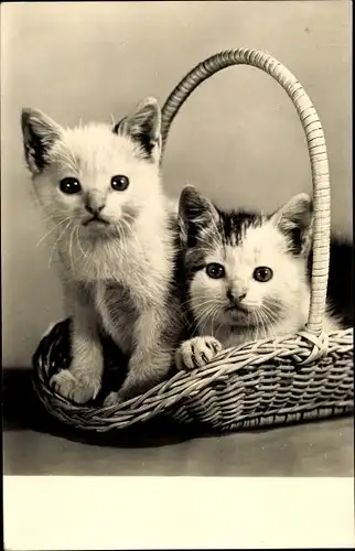 Ak Zwei kleine Katzen in einem Flechtkorb