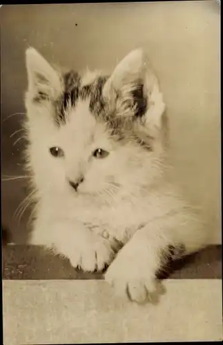Ak Kleine grau weiße Katze