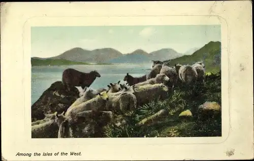 Ak Among the Isles of the West, Schafherde auf den Hebriden, Schottland