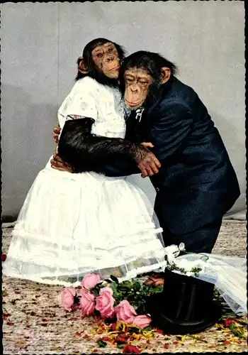 Ak Schimpansen in Brautkleid und Anzug, Hochzeit, vermenschlichte Tiere