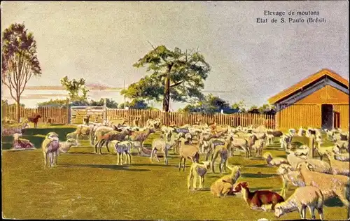 Ak São Paulo Brasilien, Elevage de moutons