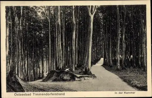 Ak Ostseebad Timmendorfer Strand, In der Kammer, Wald