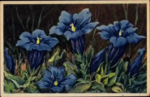 Künstler Ak Gentiane de Koch, Gentiana Kochiana, Enzian