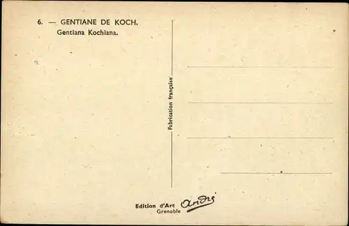 Künstler Ak Gentiane de Koch, Gentiana Kochiana, Enzian