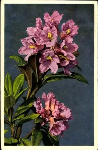 Ak Rhododendron ferrugineum, Rostblättrige Alpenrose