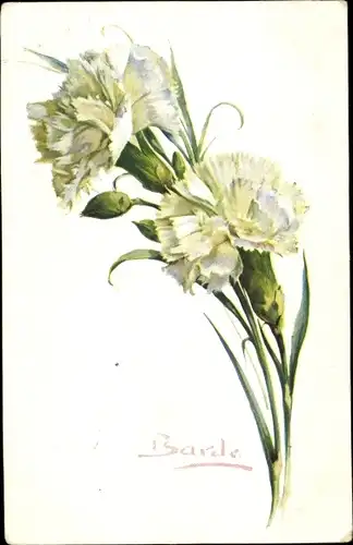 Künstler Ak Barde, Oeillet blanc, Dianthus Caryophyllus var, weiße Nelken