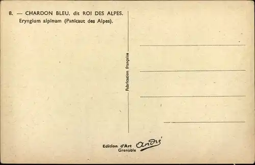 Ak Chardon Bleu, Roi des Alpes, Eryngium alpinum, Alpen Mannstreu, Distel