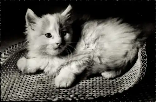 Ak Katze, Kitten, Weißes Fell, Langhaarig, Körbchen