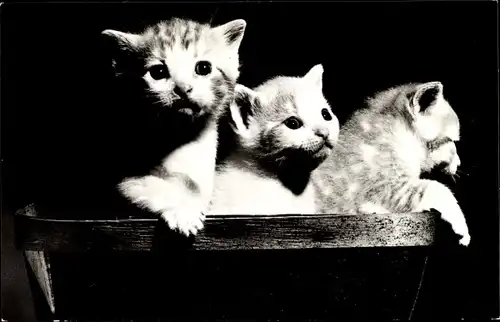 Ak Drei Katzen, Kitten, Körbchen