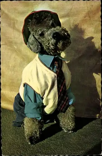 Ak Vermenschlichter Pudel in Hemd mit Weste und Krawatte, Hundeportrait