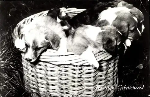 Ak Hunde, Welpen, Aus dem Körbchen schauend