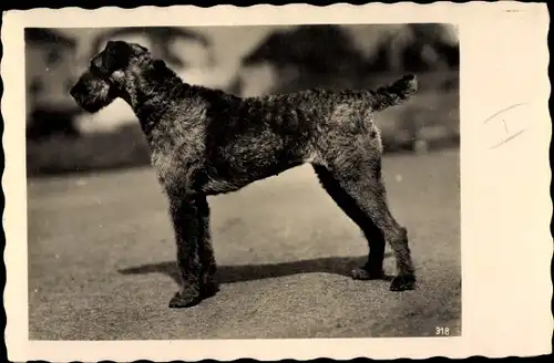 Ak Schwarzer Terrier, Hundeportrait