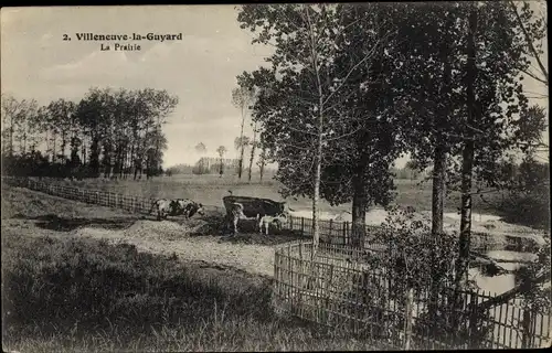 Ak Villeneuve la Guyard Yonne, La Prairie, Vaches