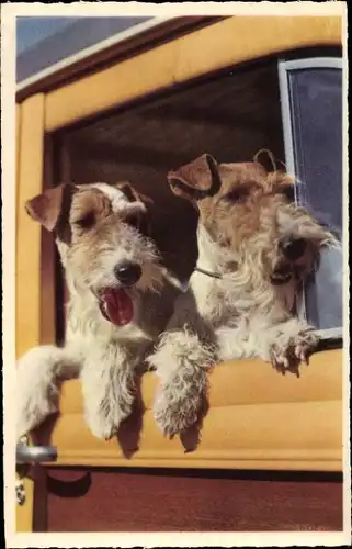 Ak Zwei Terrier schauen aus einem Autofenster, Hundeportrait
