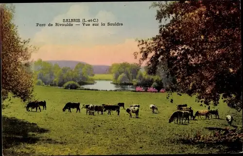 Ak Salbris Loir et Cher, Parc de Rivaulde, Vue sur le Sauldre, Vaches