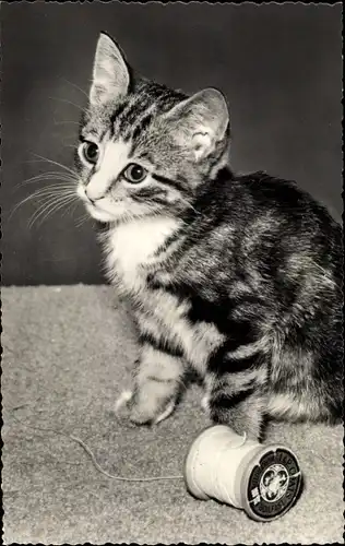 Ak Katze, Kitten, Getigert, Zwirn