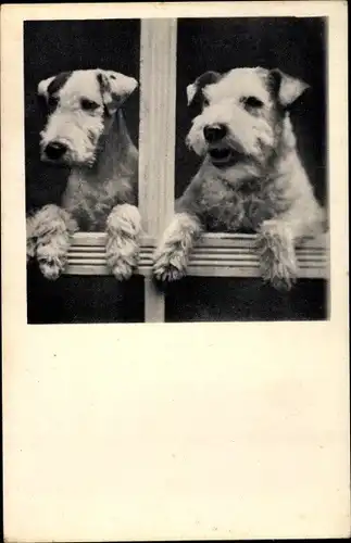 Foto Ak Zwei Terrier schauen aus einem Fenster, Hundeportrait