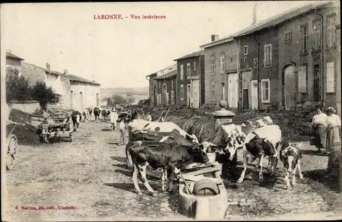 Ak Laronxe Meurthe et Moselle, Troupeau de Vaches à L´Abreuvoir