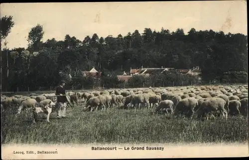 Ak Ballancourt Essonne, Le Grand Saussay, Troupeau de Moutons