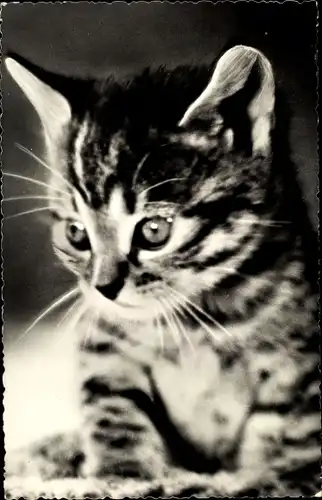 Ak Katze, Kitten, Getigert, Porträt, Nahaufnahme